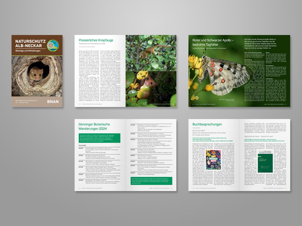 Abbildung einiger Doppelseiten des Layouts für das Bund Naturschutz Mitteilungsheft im Februar 2024